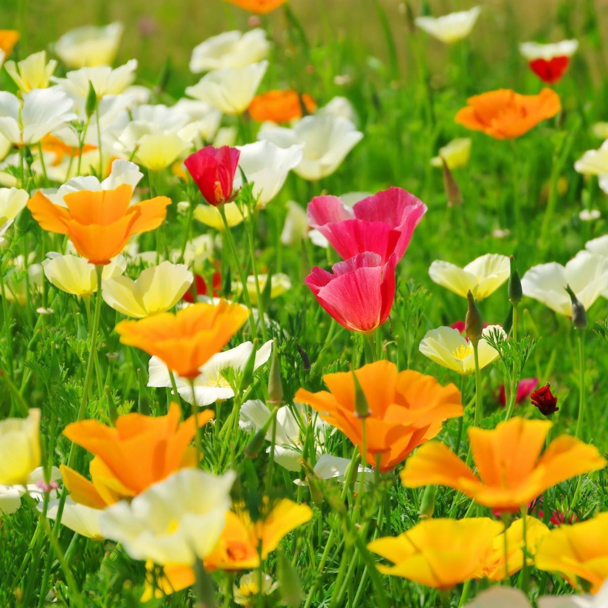 Californian Poppy Single Choice Mix Seeds