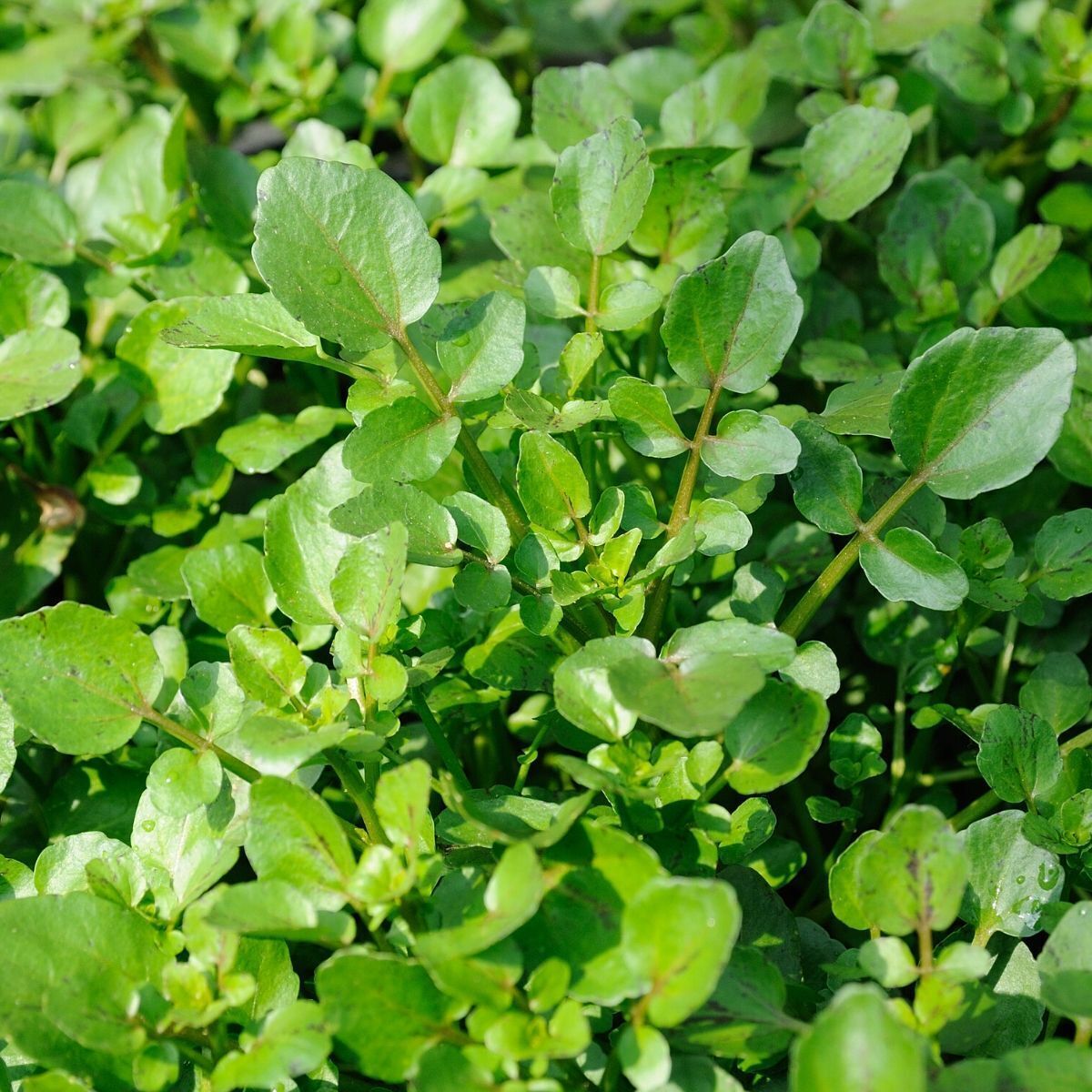 Water Cress Seeds