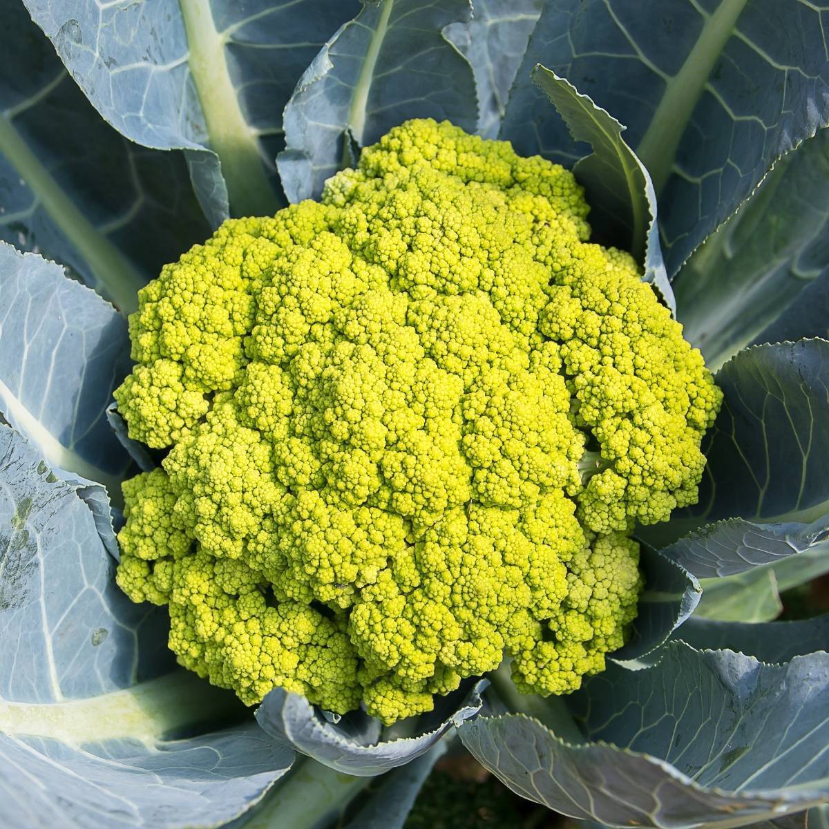 Macerata Green Cauliflower Seeds