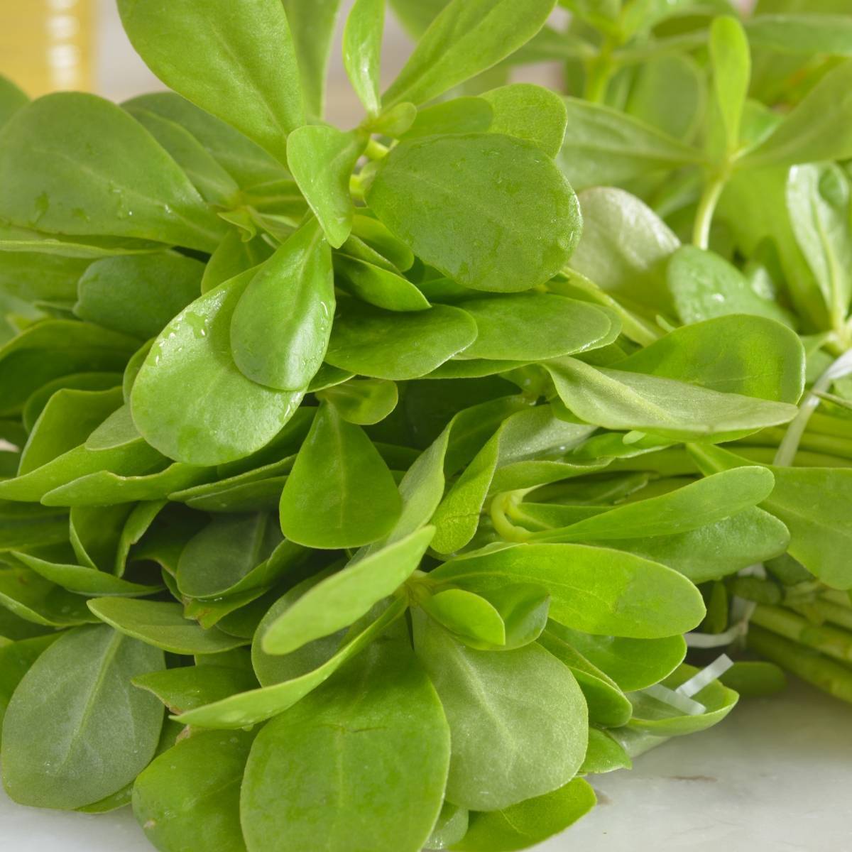 Golden Purslane Seeds