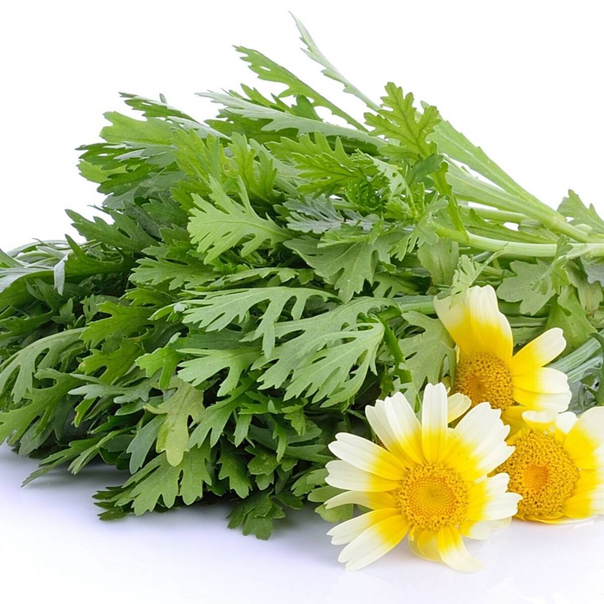 Serrate Leaf Garland Seeds