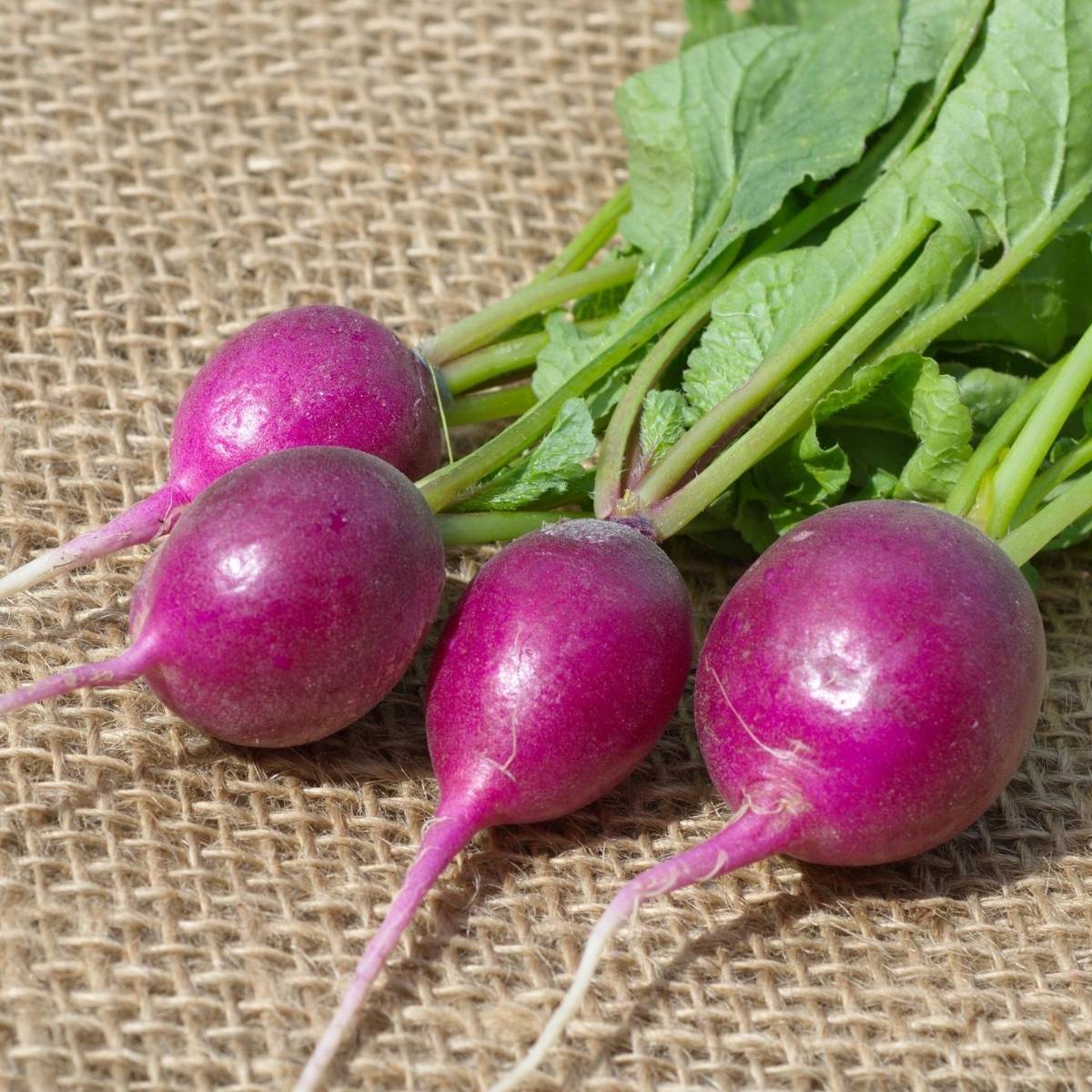 Purple Plum Radish Seeds