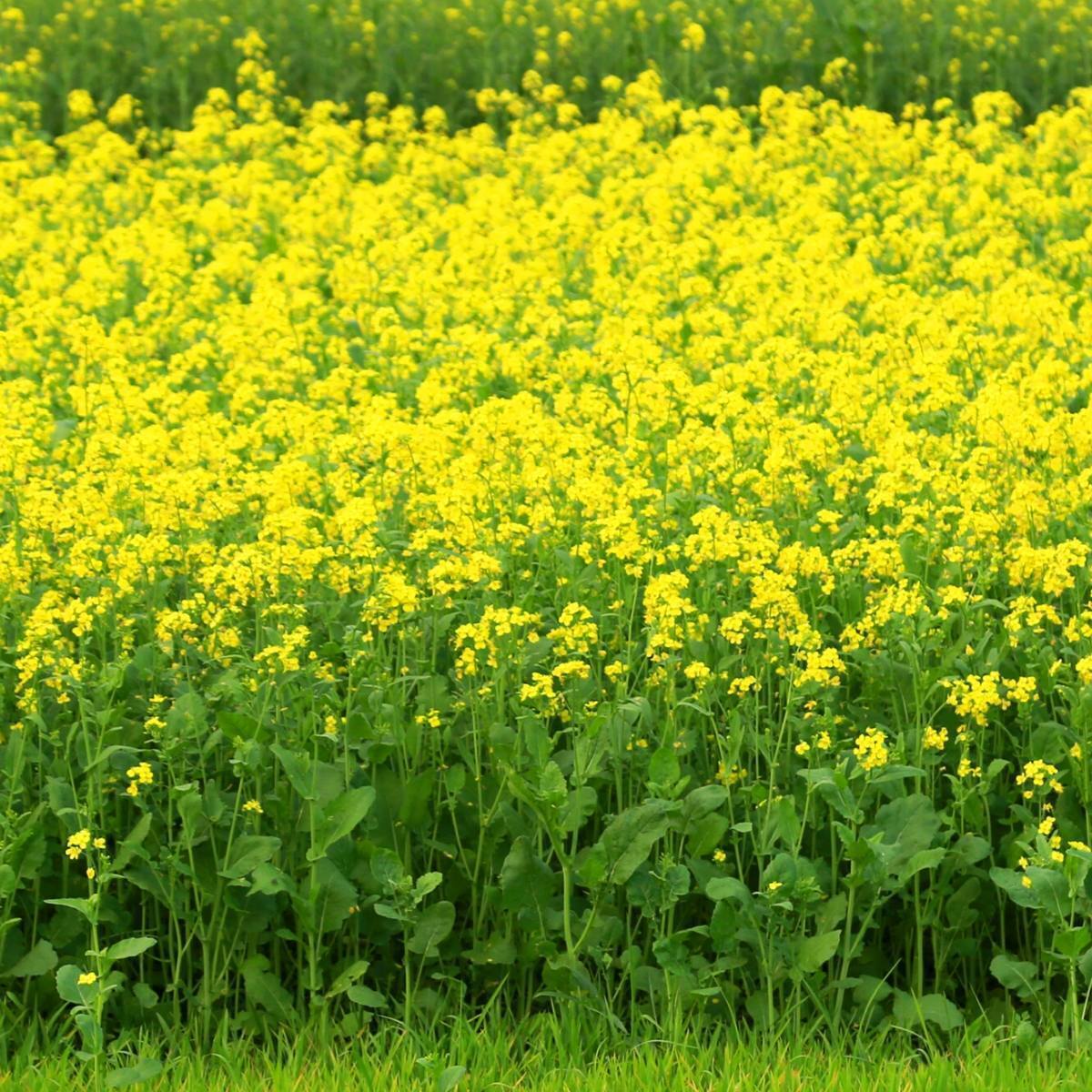 Black Mustard Seeds