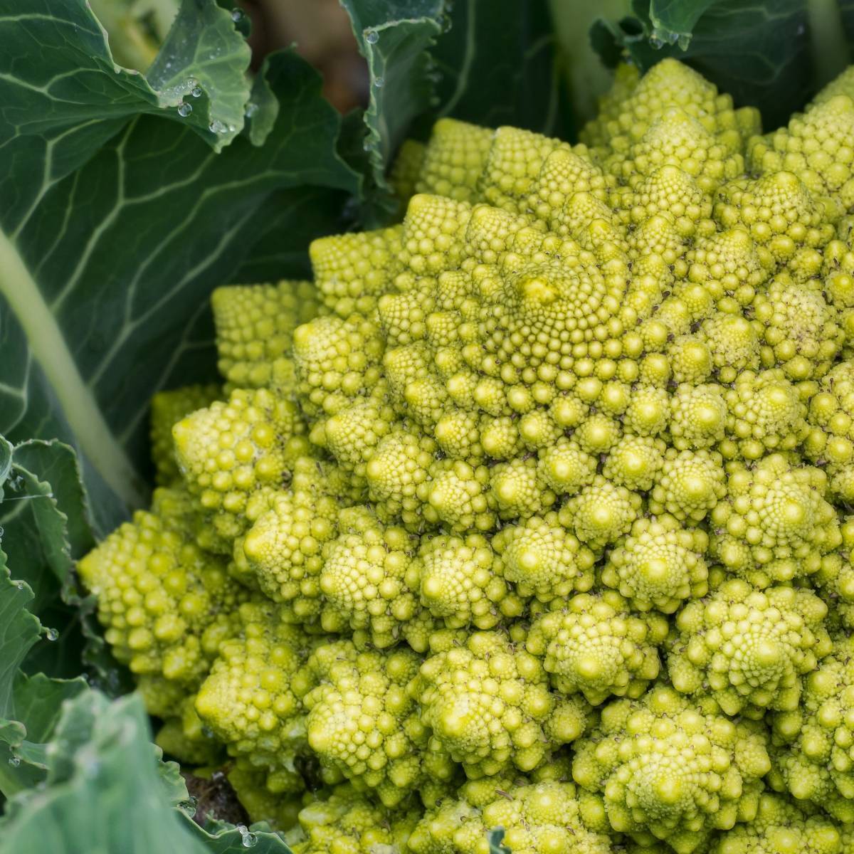 Romanesco Broccoli Seeds