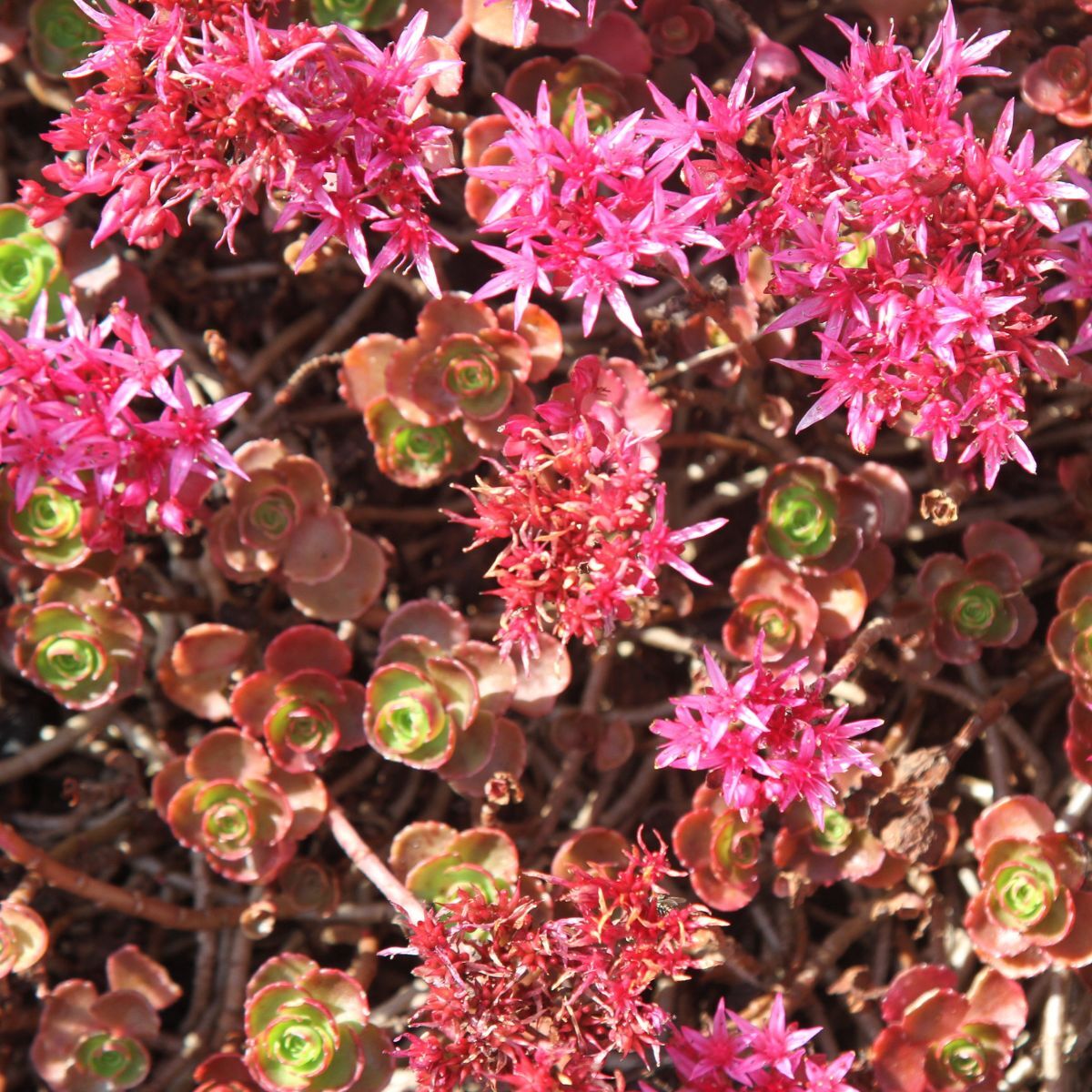 Sedum Dragon's Blood Seeds