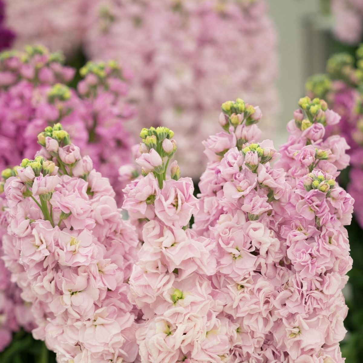 Stock Giant Column Apple Blossom Seeds