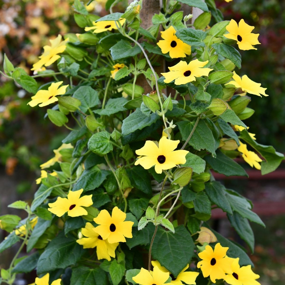 Thunbergia Black-eyed Susan Mix Seeds