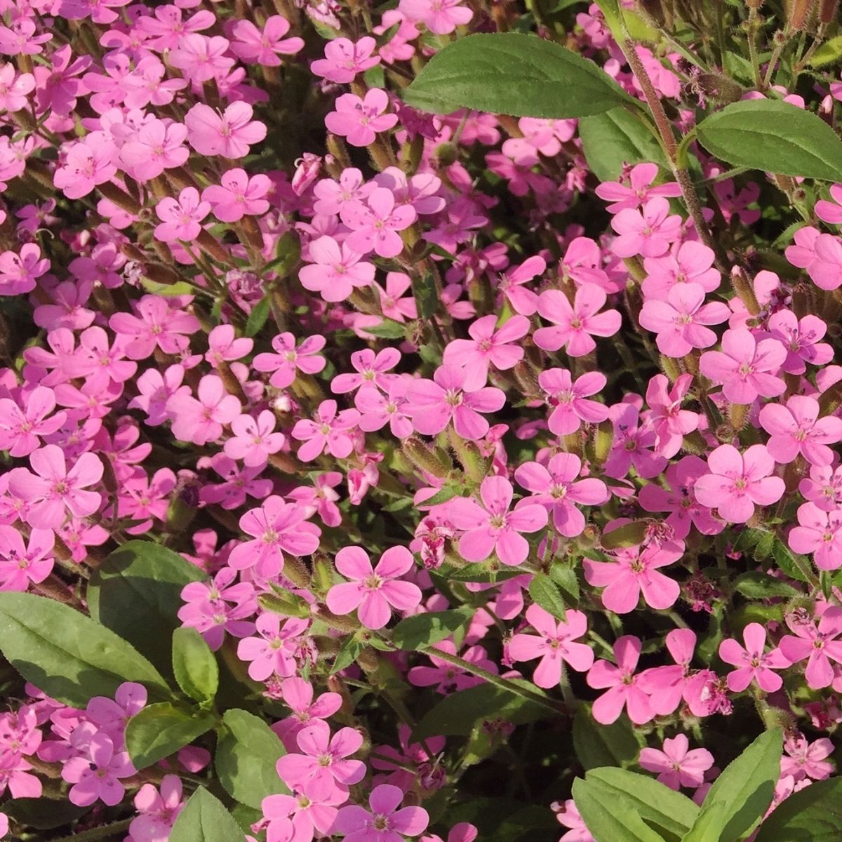 Aubretia Pink Seeds