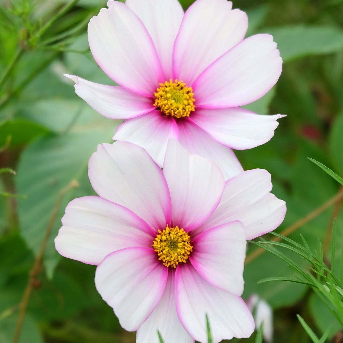 Cosmos Sensation Daydream Seeds