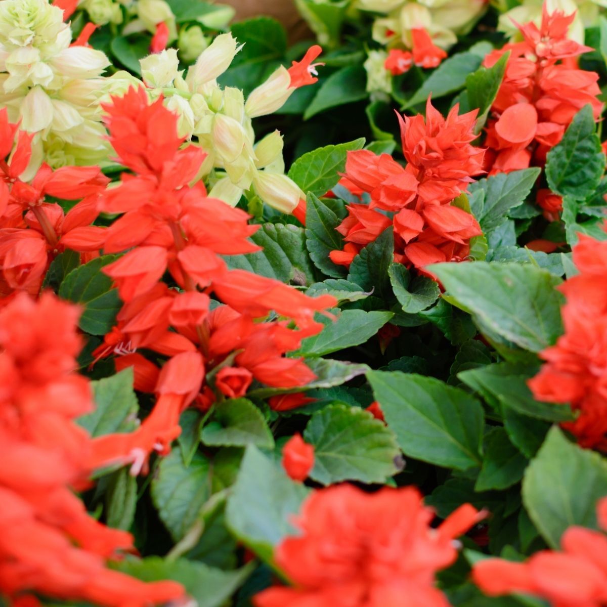 Salvia Scarlet Piccolo Seeds