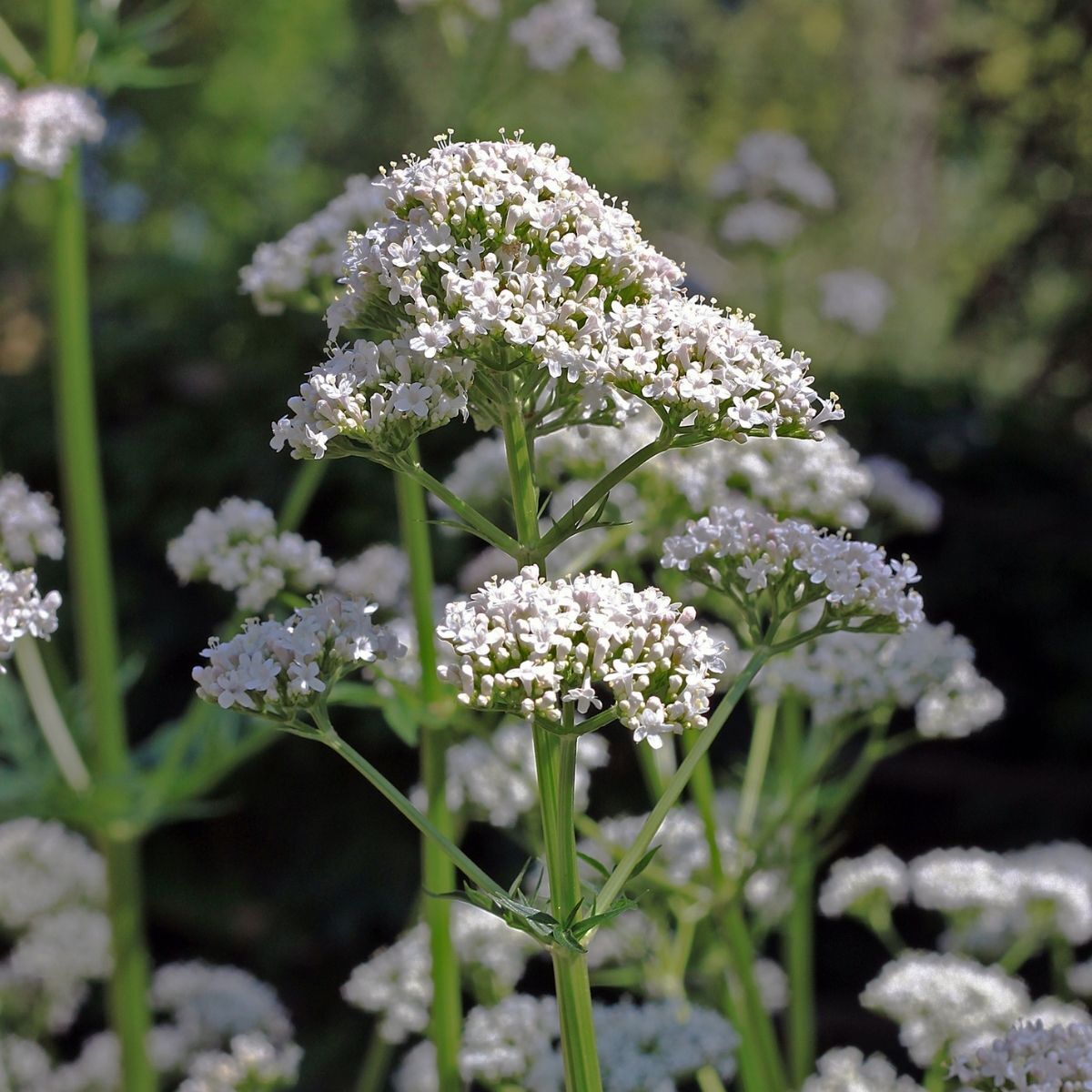 White Valerian (Centranthus ruber) Seeds