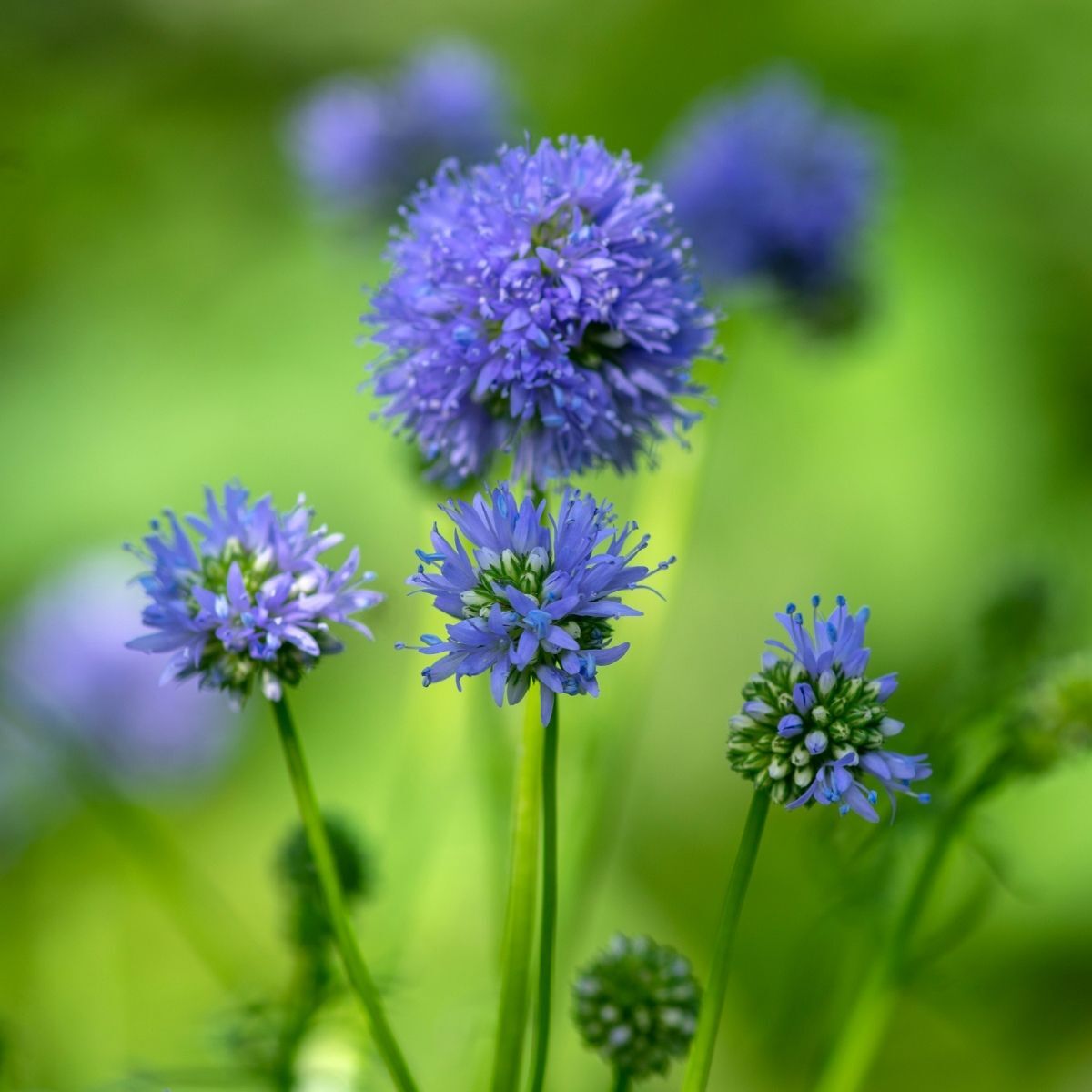 Gilia Queen Anne's Thimble Seeds