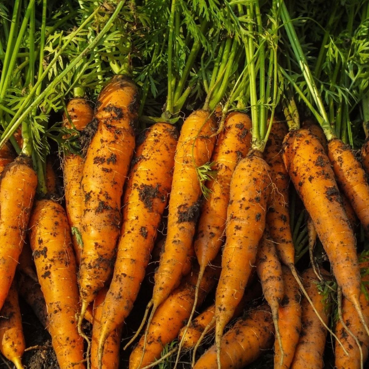 Berlicum Carrot Seeds