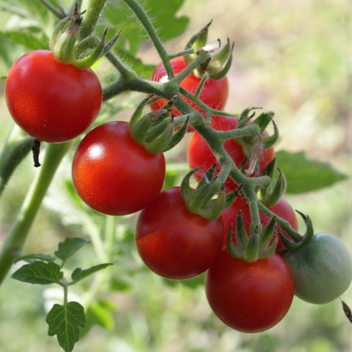 Garden Delight Tomato Seeds