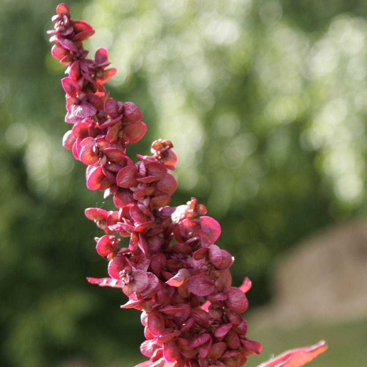 Orach Red Plume Seeds