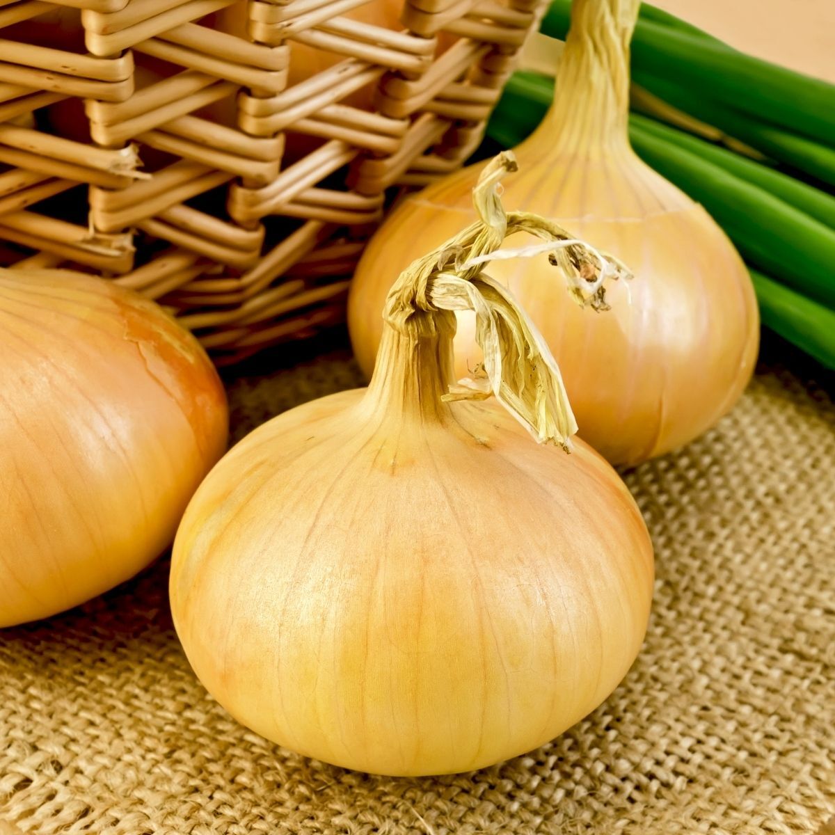 Yellow Spanish Onion Seeds