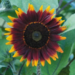 Chocolate Sunflower Seeds Shock-O-Lat Bi-Color Sunflowers High Germination Garden Seeds Helianthus annuus heirloom non-gmo seeds