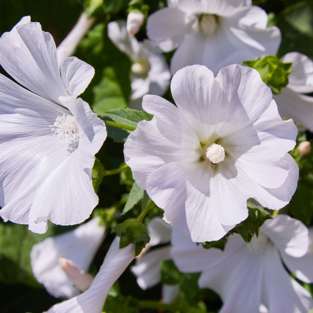 Mallow Mont Blanc Seeds