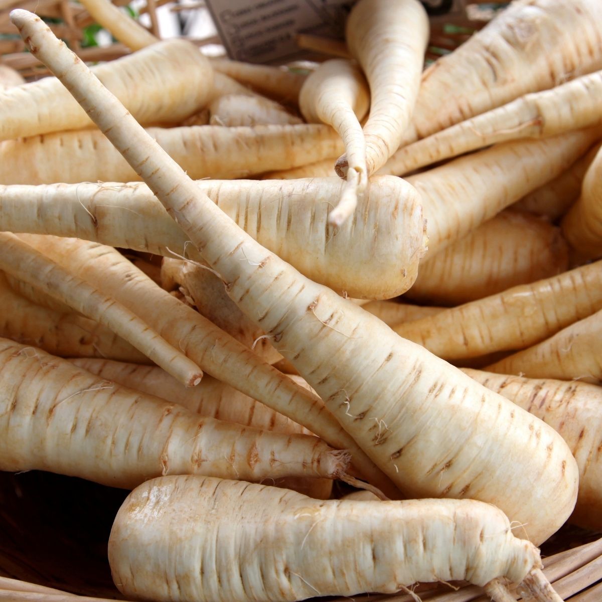 Melbourne White Skin Parsnip Seeds