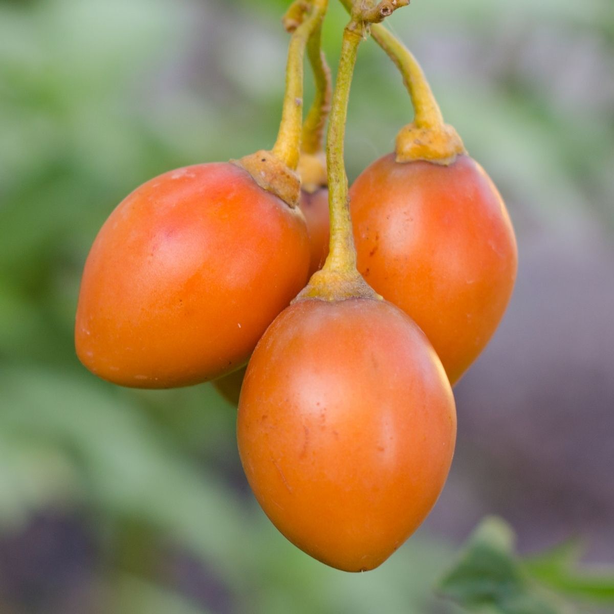 Orange Tamarillo Seeds