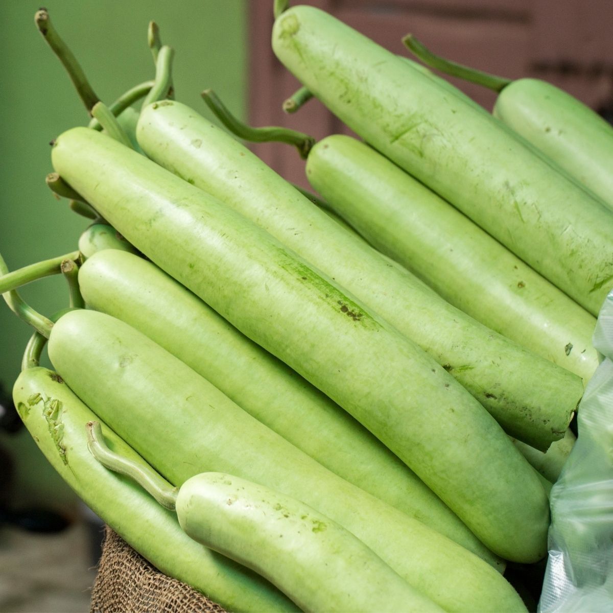 Cucuzza Squash Seeds