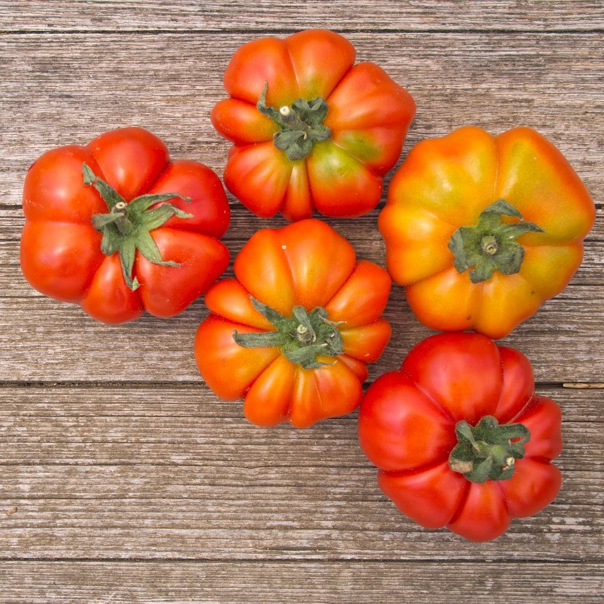 Costoluto Fiorentino Tomato Seeds