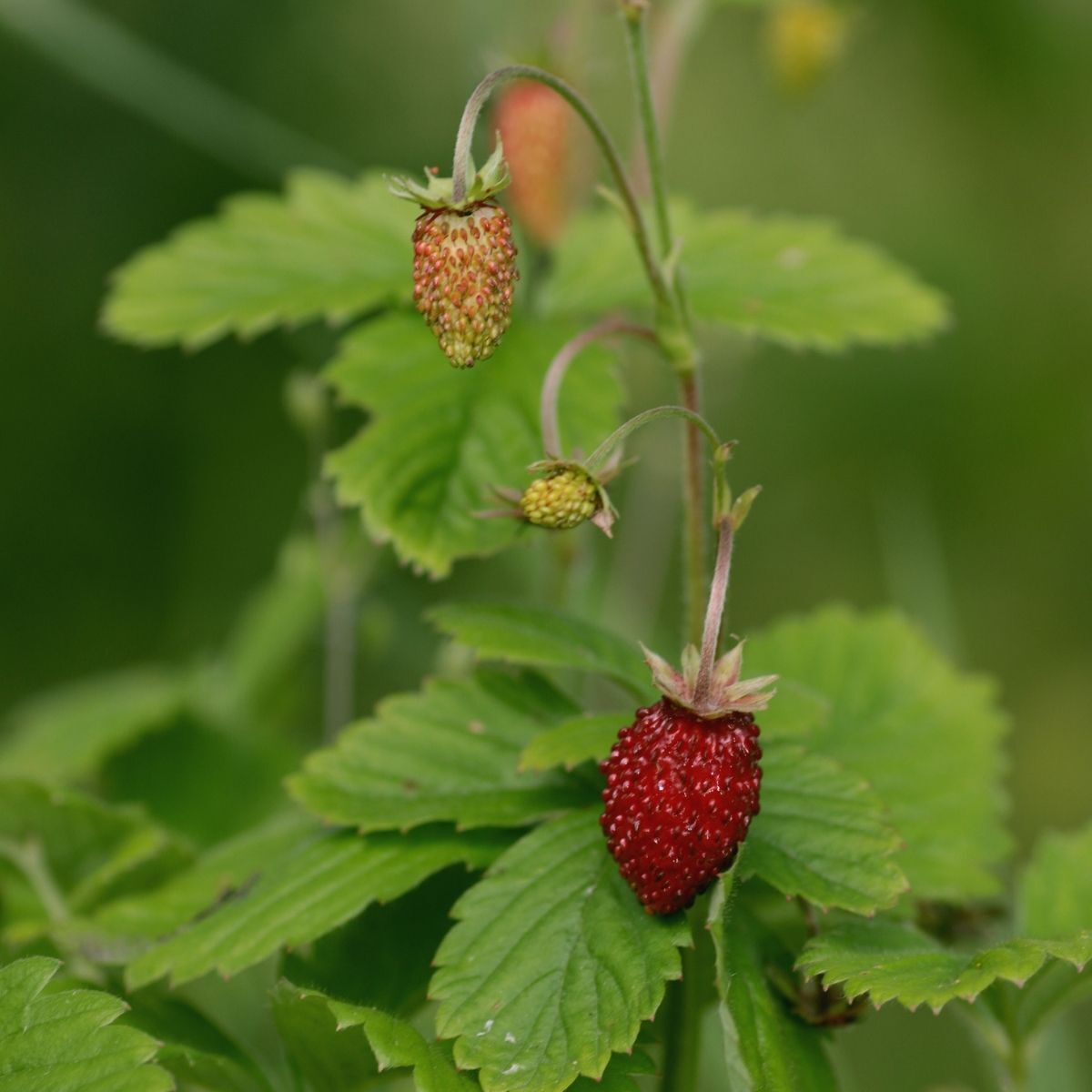 Mignonette Alpine Strawberry Seeds