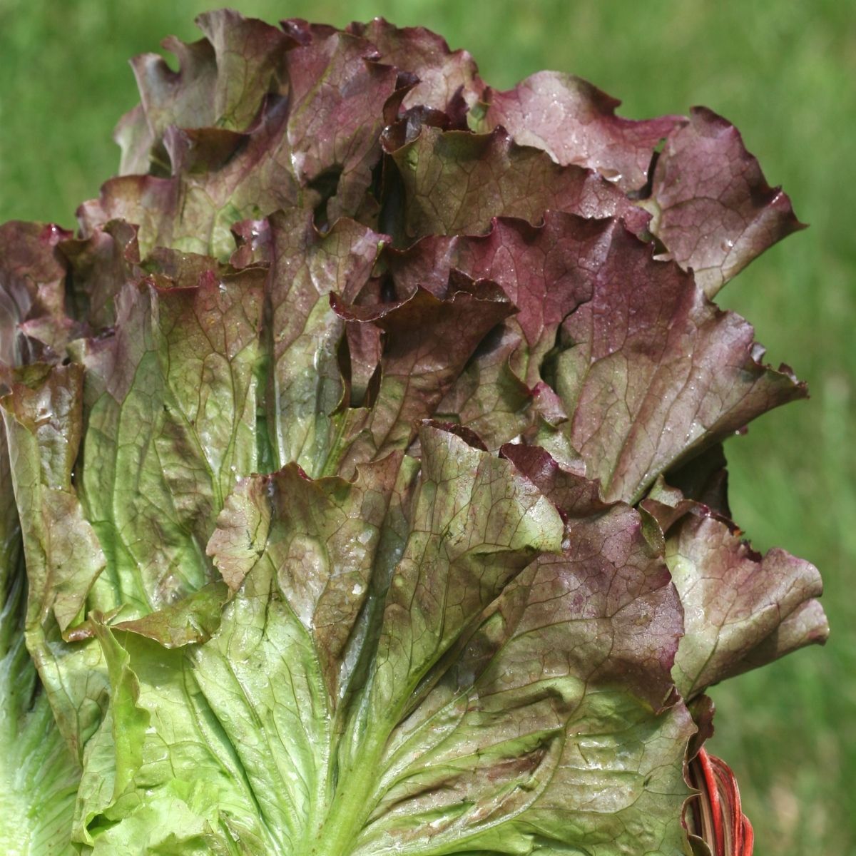 Ruby Red Lettuce Seeds