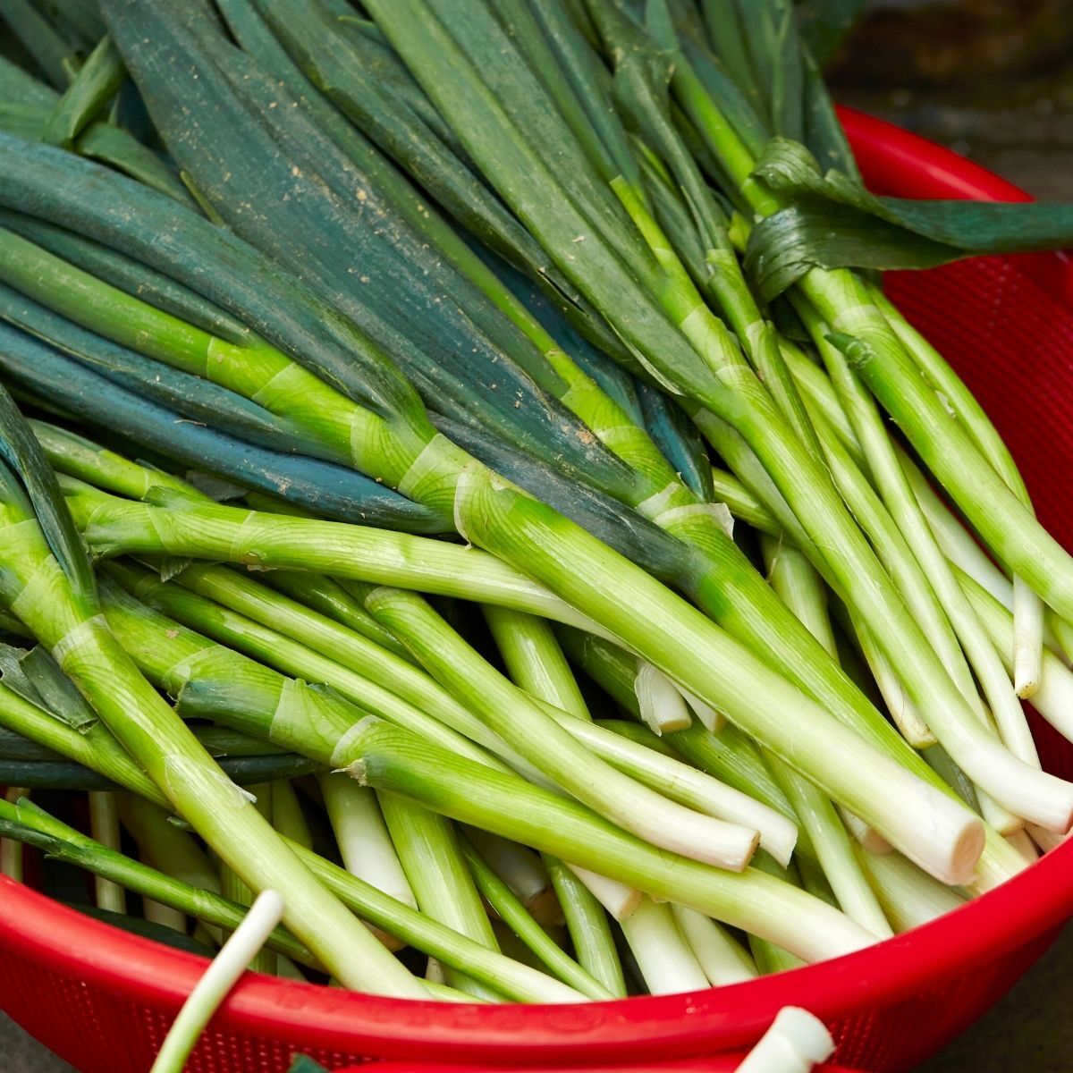 Natsuyo Bunching Onion Seeds