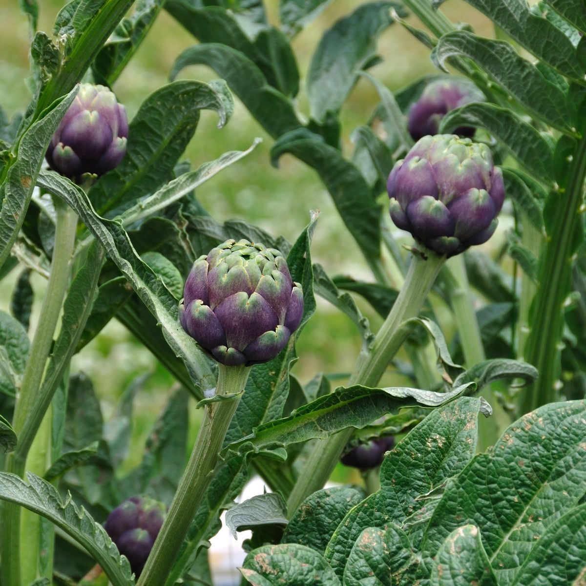 Colorado Red Star Artichoke Seeds