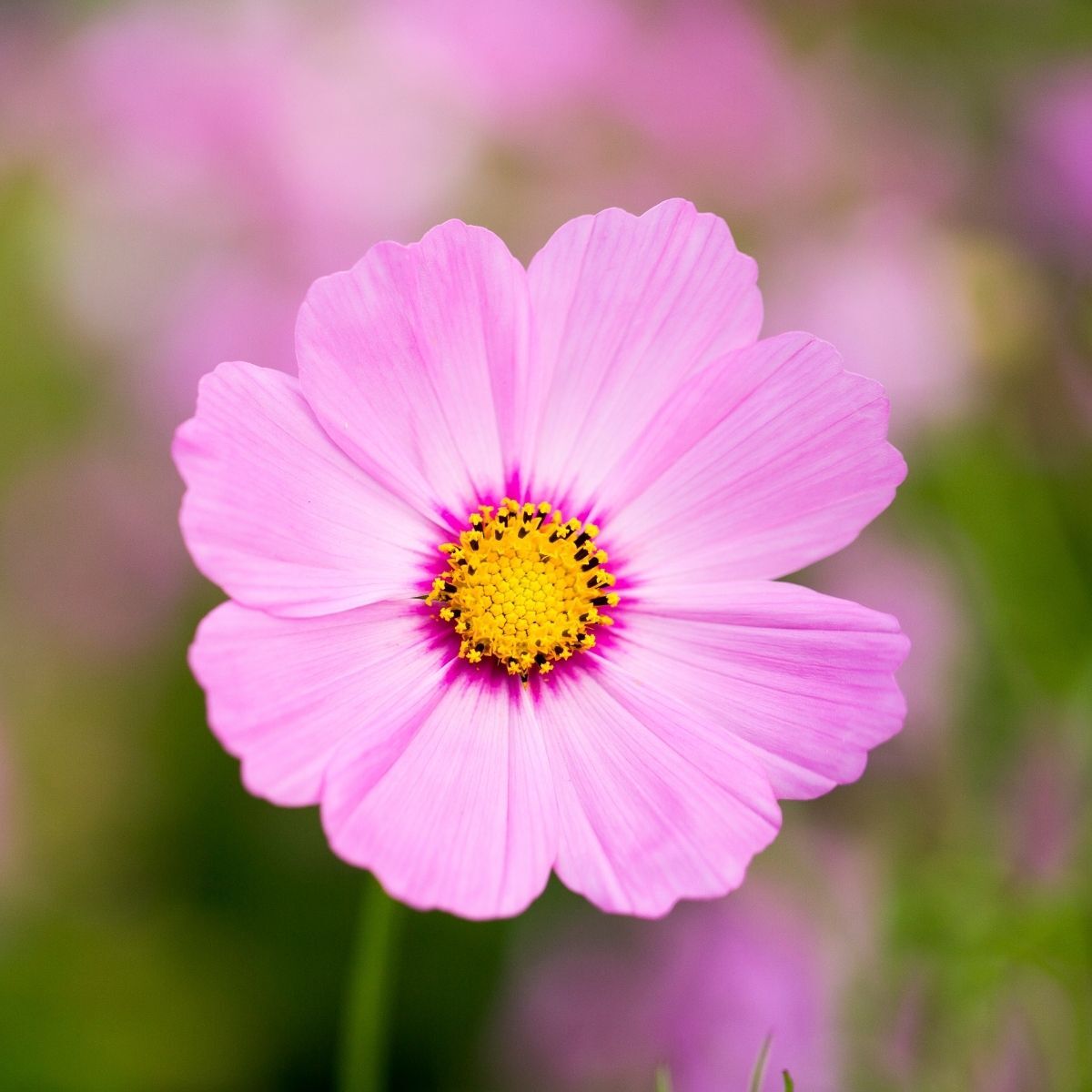 Cosmos Sensation Gloria Seeds