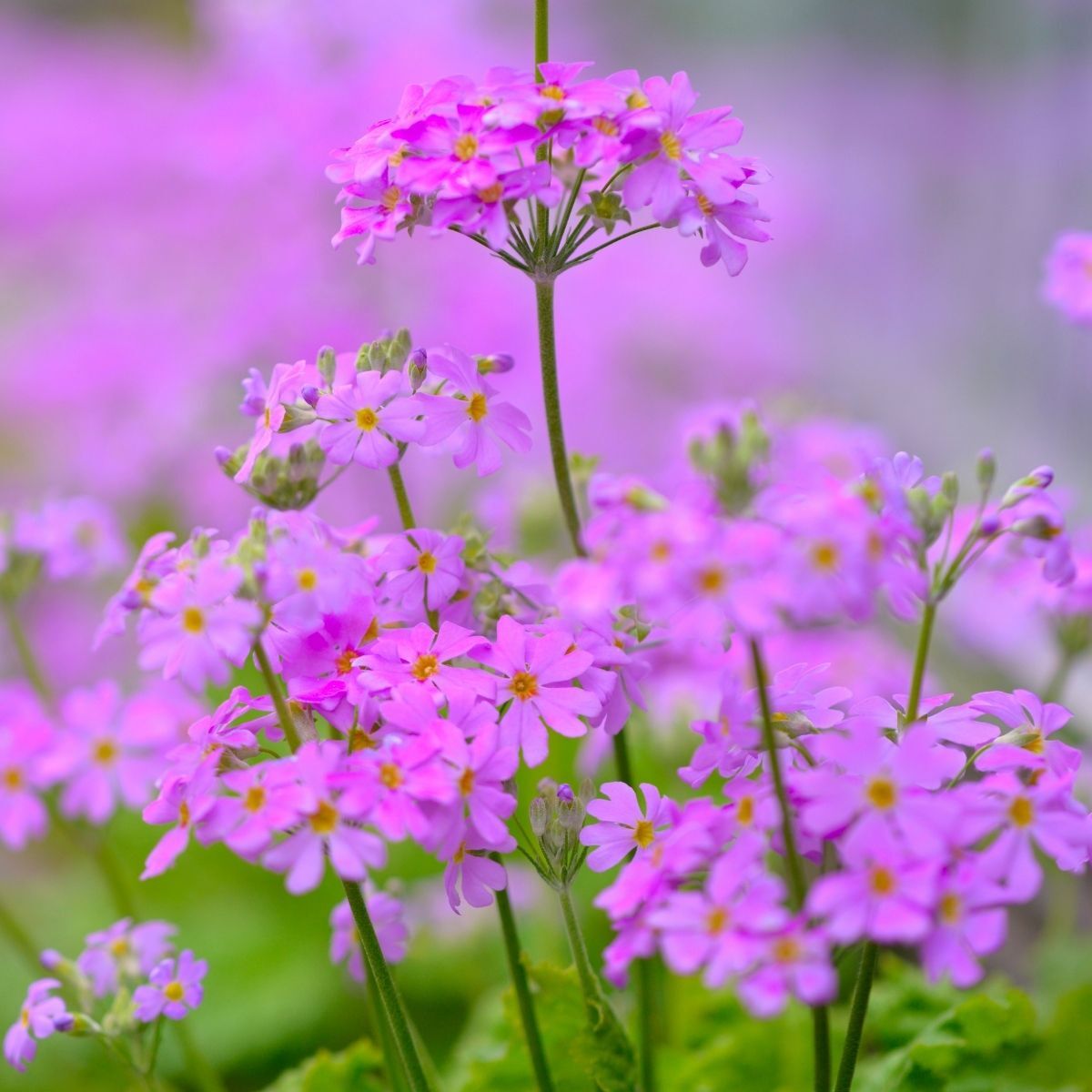 Primula Louise Seeds