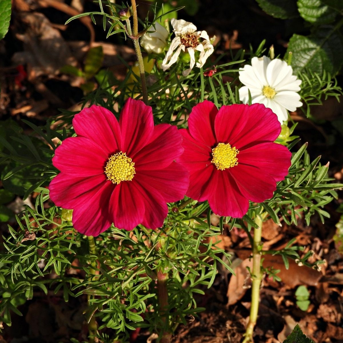 Cosmos Versailles Red Seeds