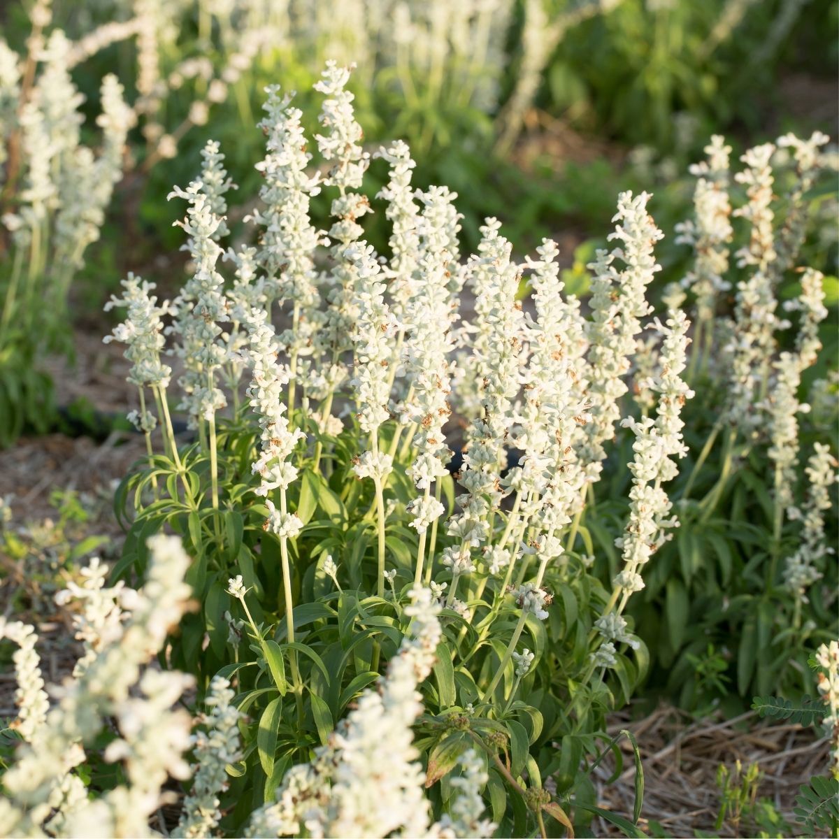 Salvia White Victory Seeds