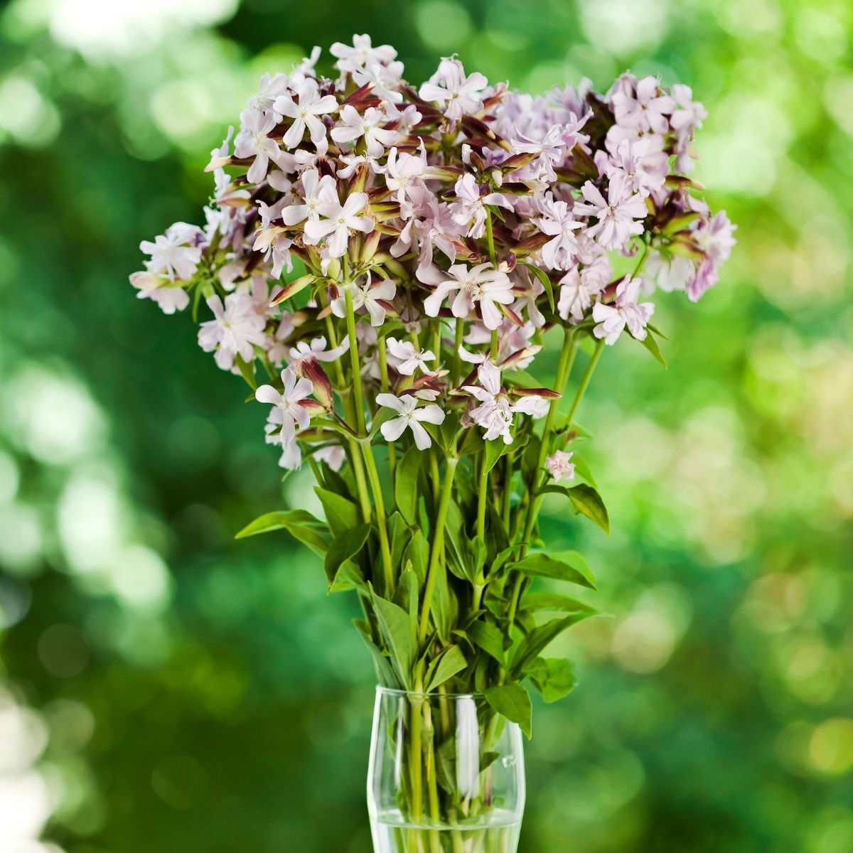 Soapwort White Beauty Seeds