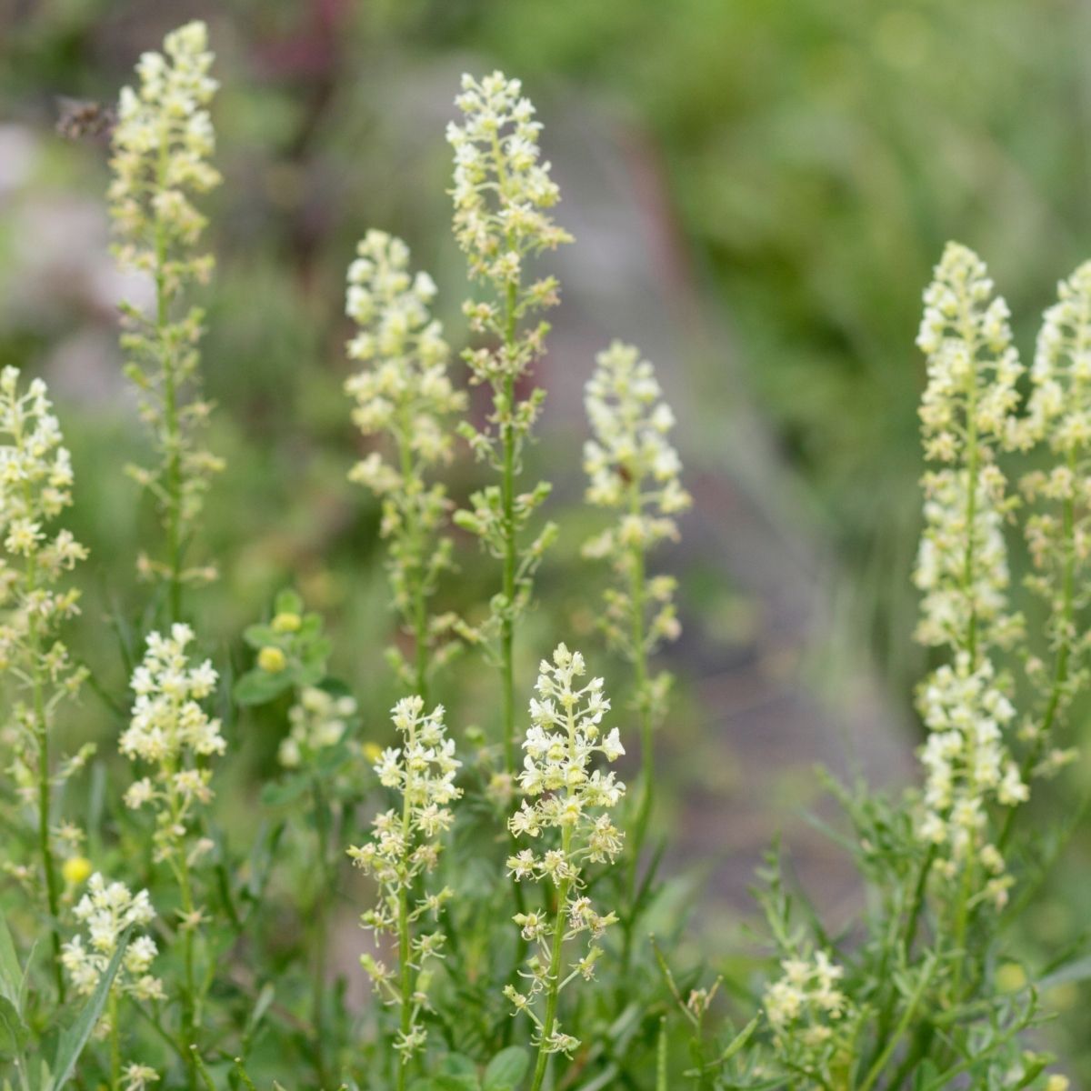 Mignonette Seeds