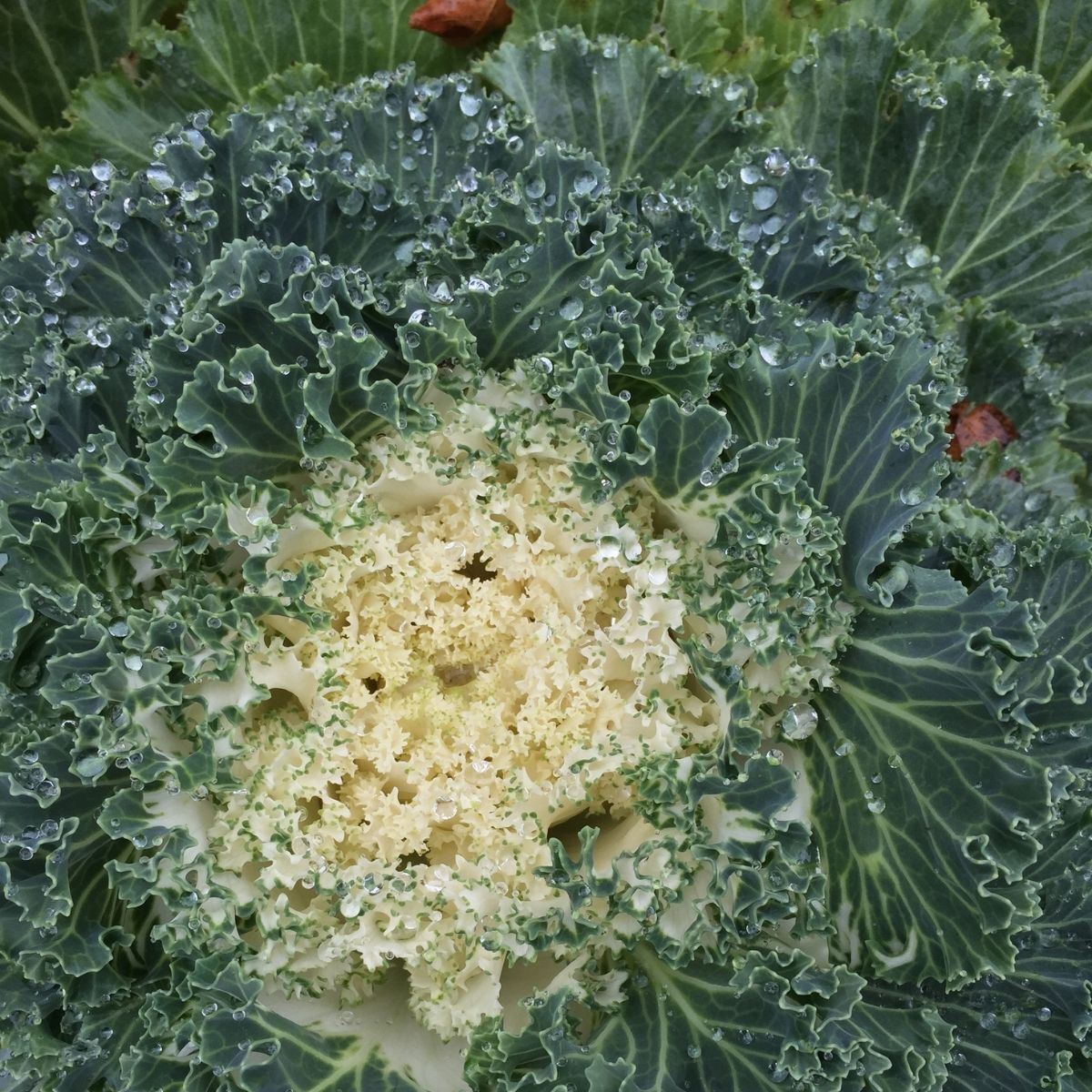 Ivory Garden Kale Seeds