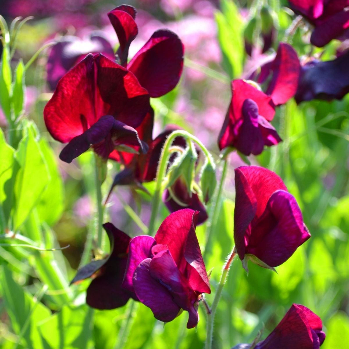 Sweet Pea Elegance Burgundy Seeds