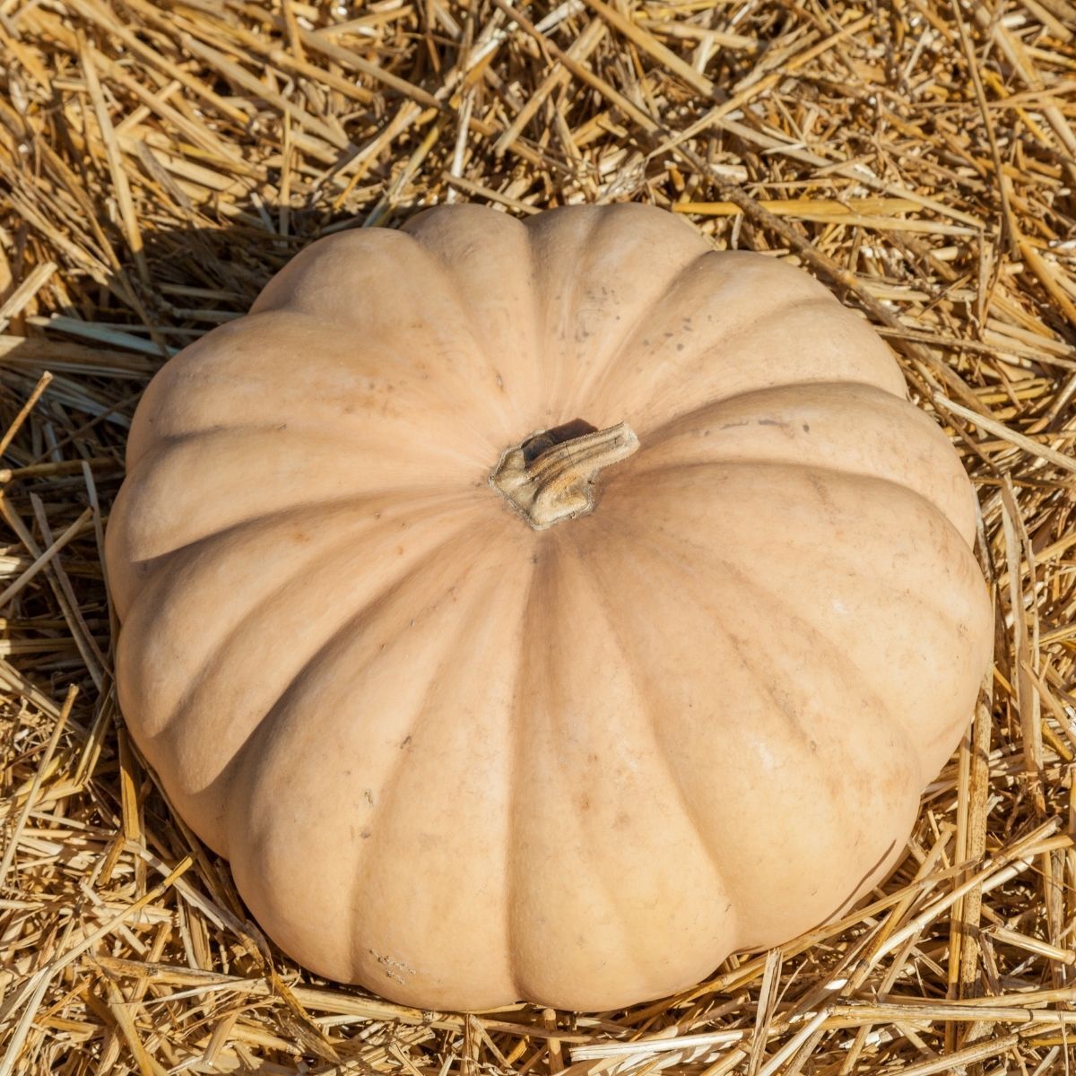 Long Island Cheese Pumpkin Seeds