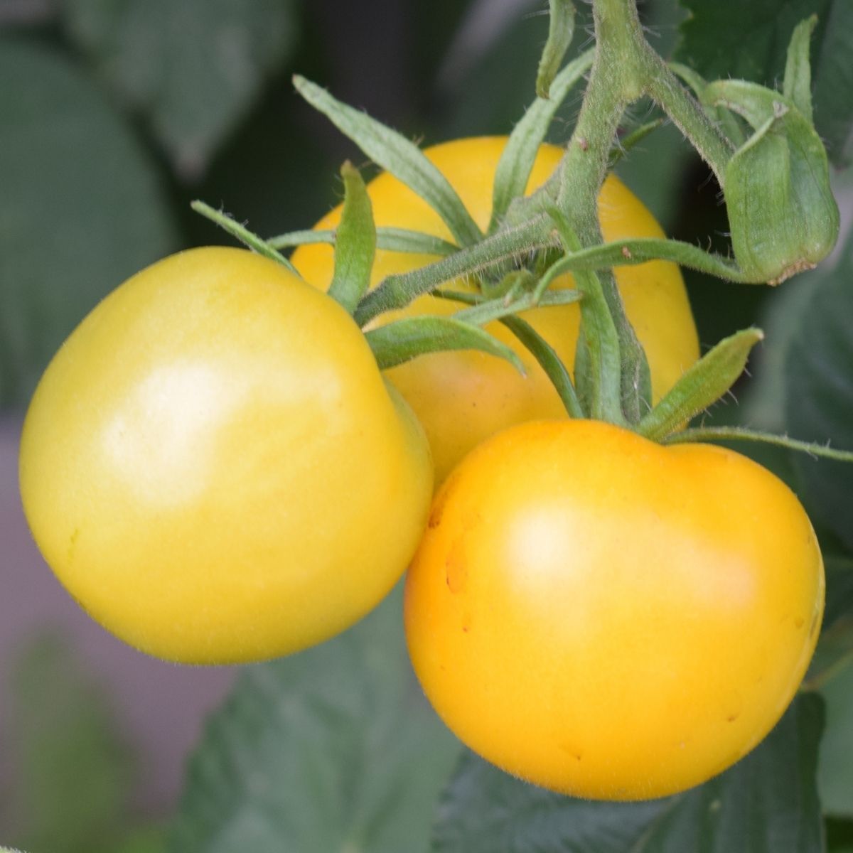 Yellow Perfection Tomato Seeds