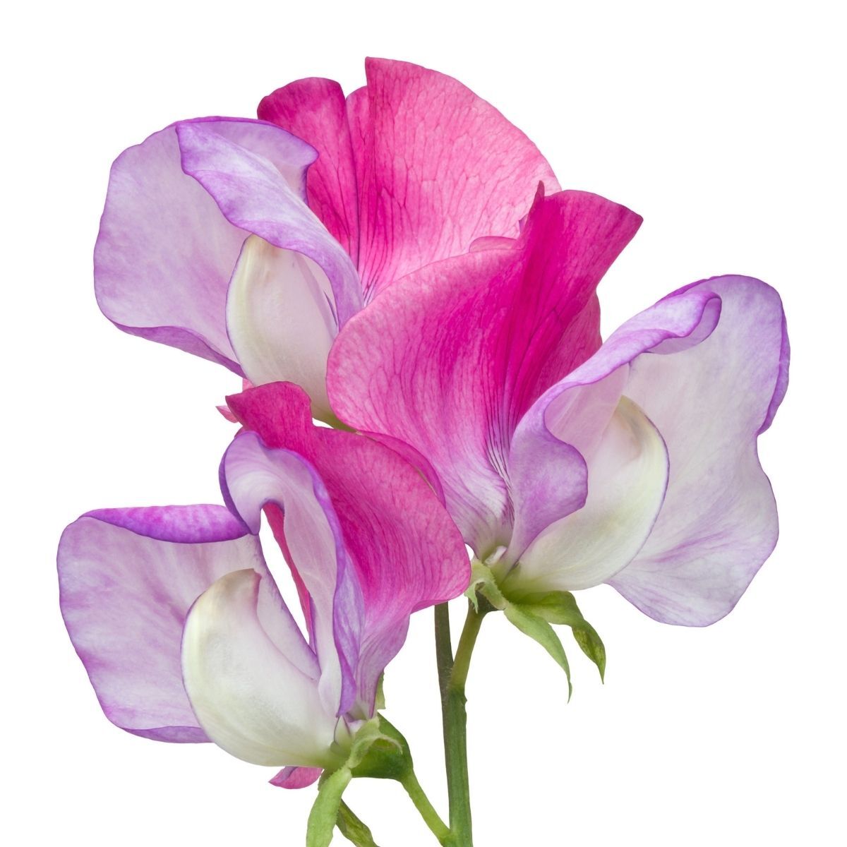 Sweet Pea Enchante Seeds