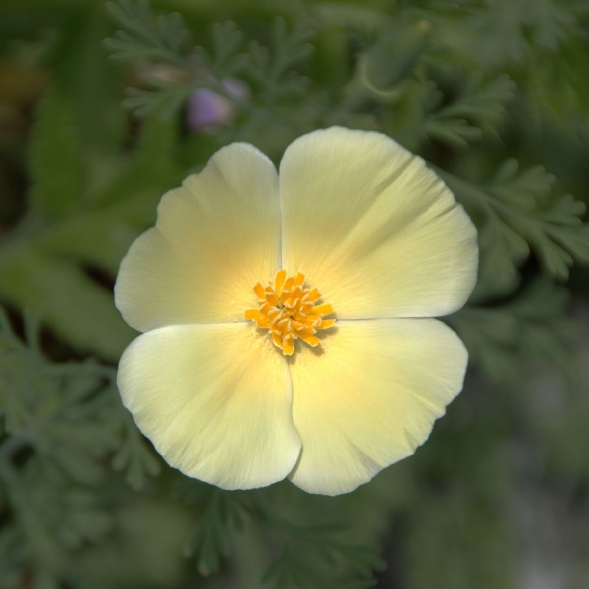 Californian Poppy Ivory Castle Seeds