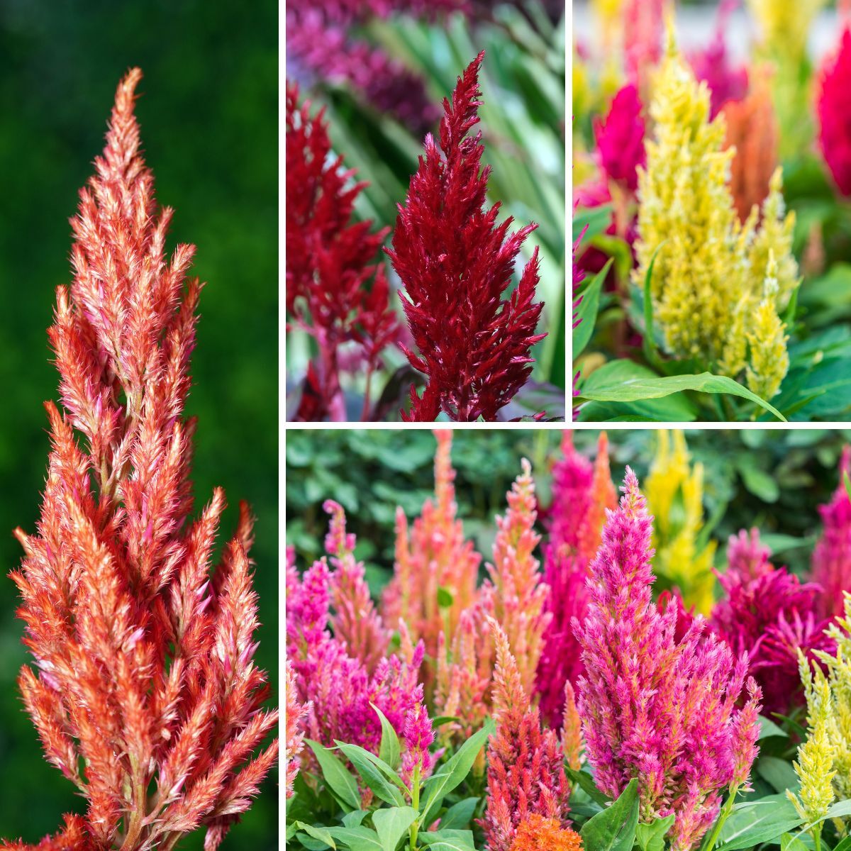 Celosia Pampas Plume Seeds