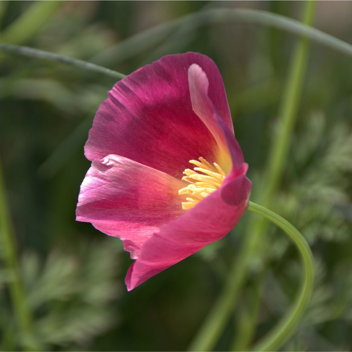 Californian Poppy Purple Gleam Seeds