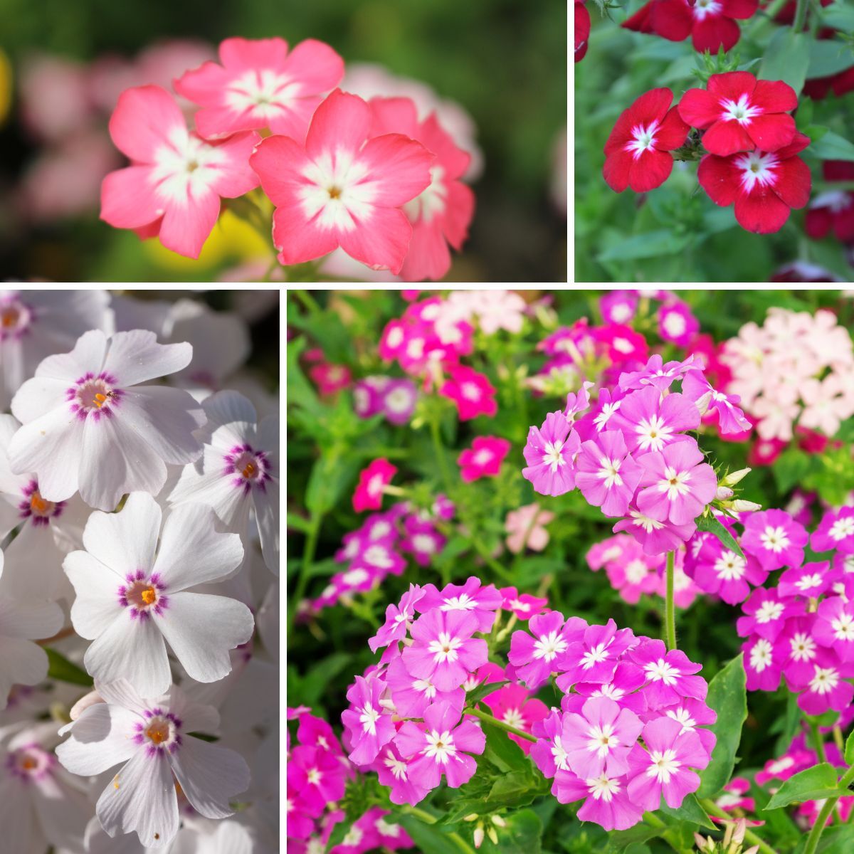 Phlox Tall Mix Seeds