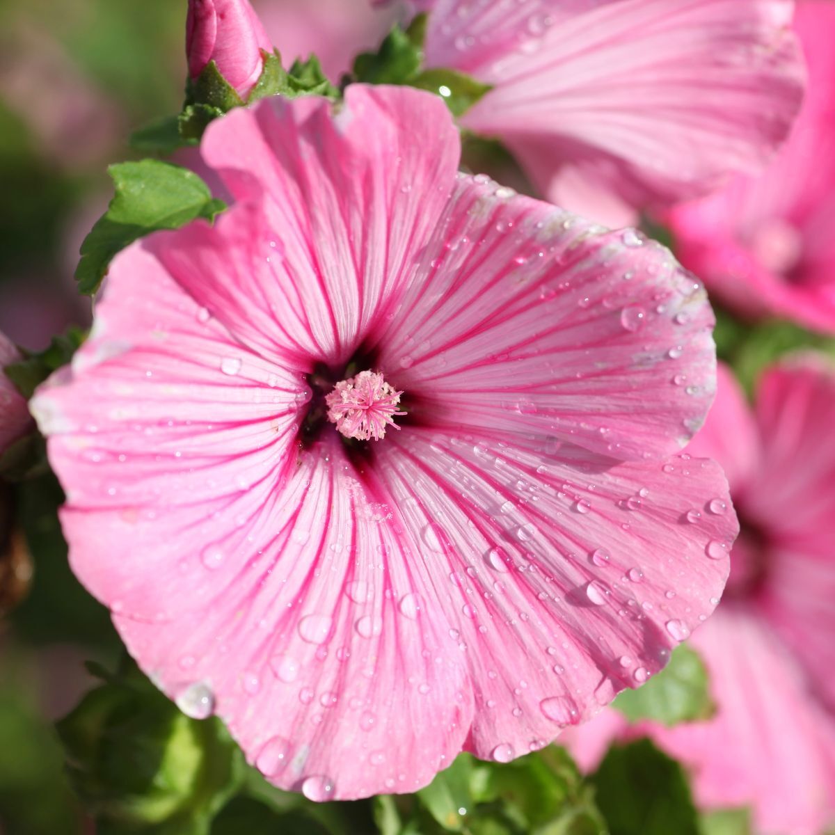 Rose Mallow Silver Cup Seeds