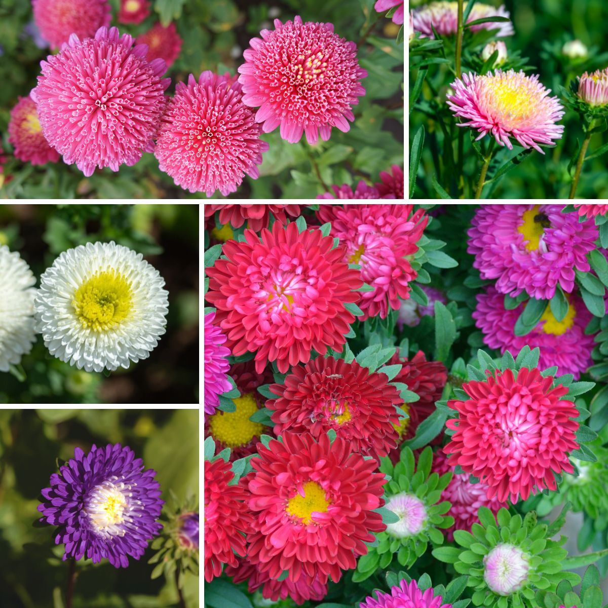 Aster Rubens Pompon Mix Seeds