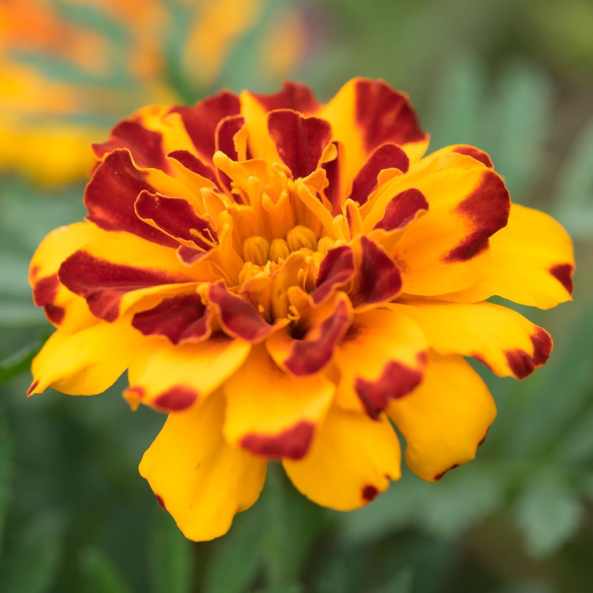 Marigold French Bolero Seeds