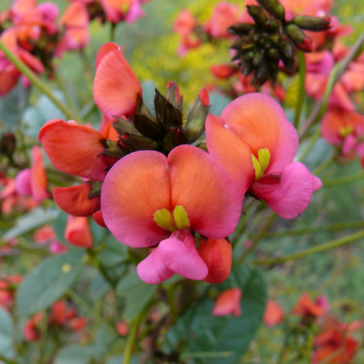 Coral Vine Seeds