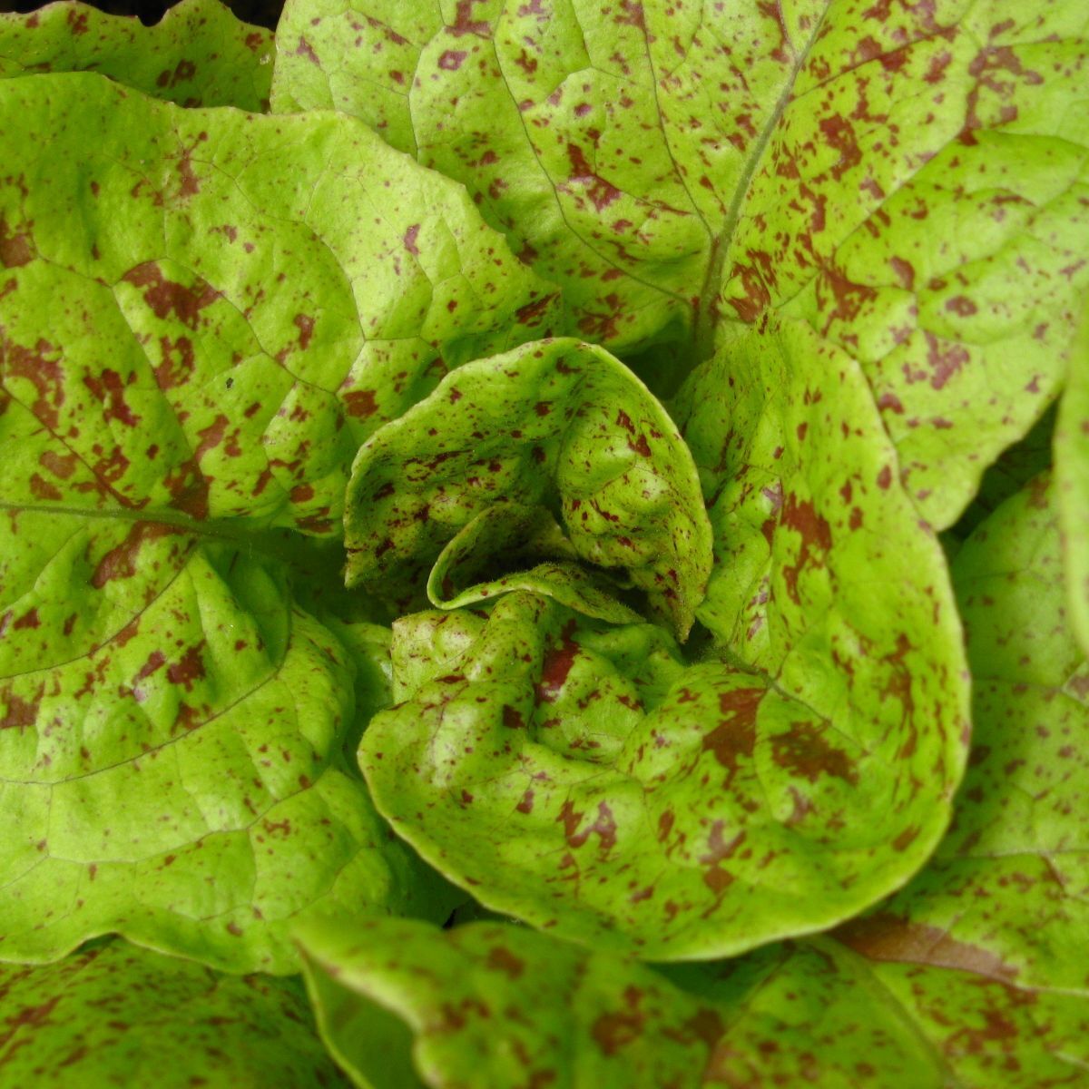 Speckled Lettuce Seeds